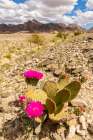 USA, California. Blooming beavertail cactus and Chocolate Mountains. Art Print